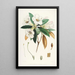 Les Rhododendrons de l'Himalaya de Sikkim Pl18 - Walter Hood Fitch — gerahmtes Bild an der Wand