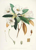 Les Rhododendrons de l'Himalaya de Sikkim Pl18 - Walter Hood Fitch — Ansicht des Kunstwerks