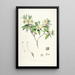 Die Rhododendren des Himalaya von Sikkim Pl19 - Walter Hood Fitch — gerahmtes Bild an der Wand