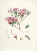 Les Rhododendrons de l'Himalaya de Sikkim Pl20 - Walter Hood Fitch — Ansicht des Kunstwerks