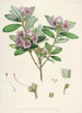Les Rhododendrons de l'Himalaya de Sikkim Pl24 - Walter Hood Fitch — Ansicht des Kunstwerks