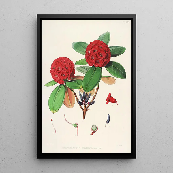 Walter Hood Fitch - The Rhododendrons of SikkimHimalaya Pl25.webp