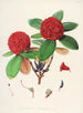 Les Rhododendrons de l'Himalaya de Sikkim Pl25 - Walter Hood Fitch — Ansicht des Kunstwerks