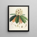 Les Rhododendrons du Sikkim-Himalaya Pl27 - Walter Hood Fitch — gerahmtes Bild an der Wand