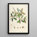 Les Rhododendrons de l'Himalaya de Sikkim Pl28 - Walter Hood Fitch — gerahmtes Bild an der Wand