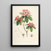 des Himalaya-Rhododendrons aus Sikkim Pl29 - Walter Hood Fitch — gerahmtes Bild an der Wand