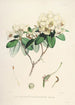 Die Rhododendren des Himalaya von Sikkim Pl30 - Walter Hood Fitch — Ansicht des Kunstwerks