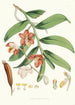 Vanda Cathcarti Lindley - Walter Hood Fitch — Ansicht des Kunstwerks