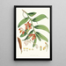 Vanda Cathcarti Lindley - Walter Hood Fitch — gerahmtes Bild an der Wand