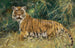 Tigre en alerte - Wilhelm Kuhnert — Ansicht des Kunstwerks