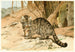 Wildkatze - Wilhelm Kuhnert — Ansicht des Kunstwerks
