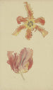 Tulpen Papagei - Wilhelm Steinhausen — Ansicht des Kunstwerks