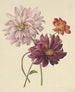 Dahlias - Willem Hekking — Ansicht des Kunstwerks