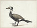 Cormoran - Willem Roelofs — Ansicht des Kunstwerks