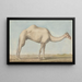 Ein Kamel - Willey Reveley — gerahmtes Bild an der Wand