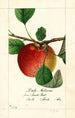 Malus domestica Doils Autumn - William Henry Prestele — Ansicht des Kunstwerks