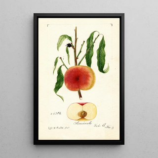 William Henry Prestele - Prunus persica Seminole.webp