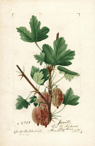 William Henry Prestele - Ribes Jewett.webp