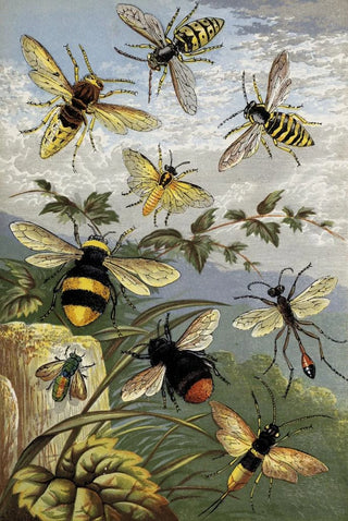 William Houghton - Hymenoptera.webp