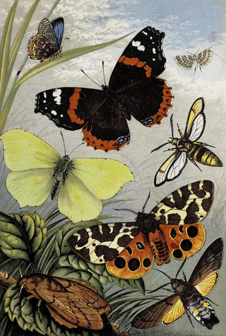 William Houghton - Lepidoptera.webp