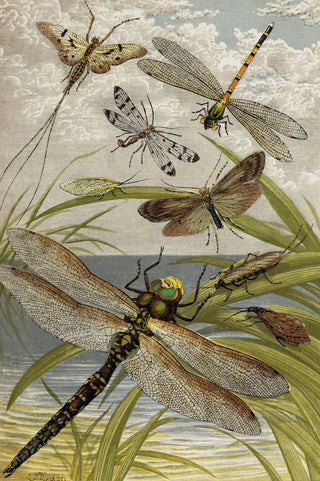 William Houghton - Neuroptera.webp
