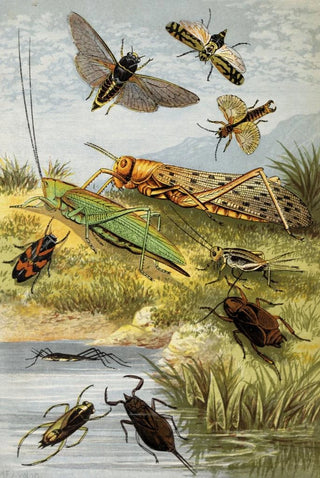 William Houghton - Rhyncota Orthoptera.webp