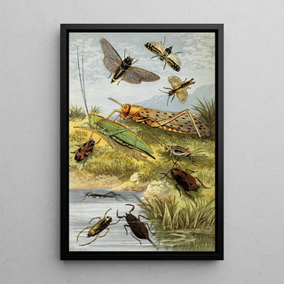 William Houghton - Rhyncota Orthoptera.webp