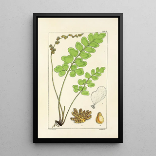 William Jackson Hooker - A century of ferns Pl03.webp