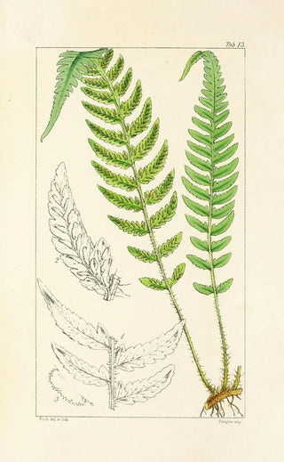 William Jackson Hooker - A century of ferns Pl13.webp