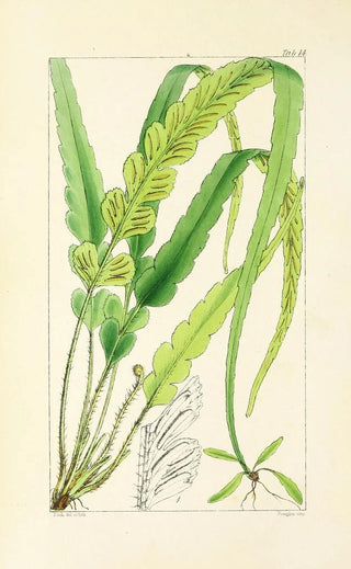 William Jackson Hooker - A century of ferns Pl14.webp