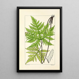 William Jackson Hooker - A century of ferns Pl15.webp