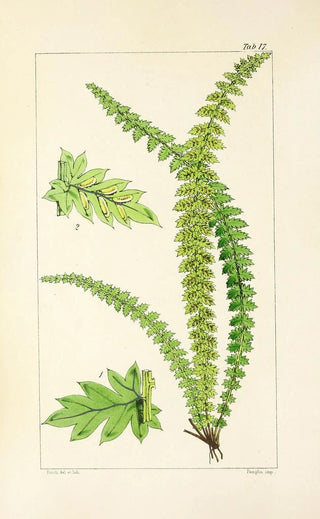 William Jackson Hooker - A century of ferns Pl17.webp