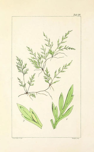 William Jackson Hooker - A century of ferns Pl18.webp