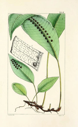 William Jackson Hooker - A century of ferns Pl49.webp
