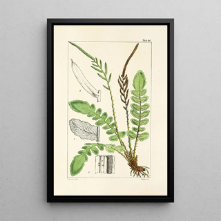 William Jackson Hooker - A century of ferns Pl58.webp