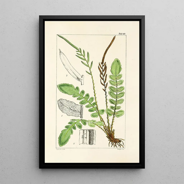 William Jackson Hooker - A century of ferns Pl58.webp