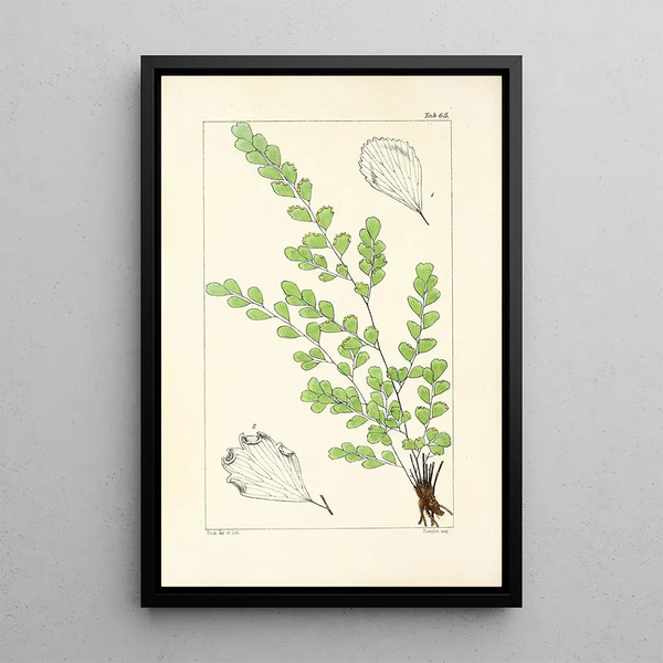 William Jackson Hooker - A century of ferns Pl63.webp