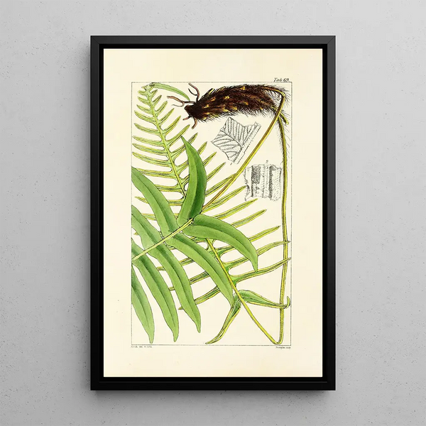 William Jackson Hooker - A century of ferns Pl67.webp