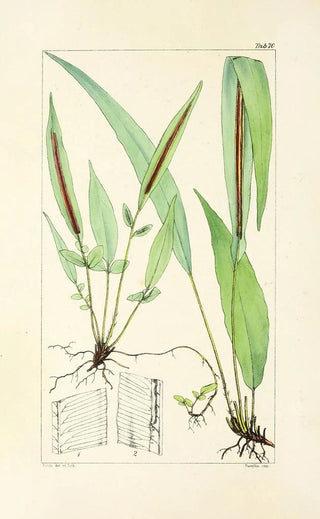 William Jackson Hooker - A century of ferns Pl68.webp