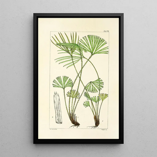 William Jackson Hooker - A century of ferns Pl71.webp