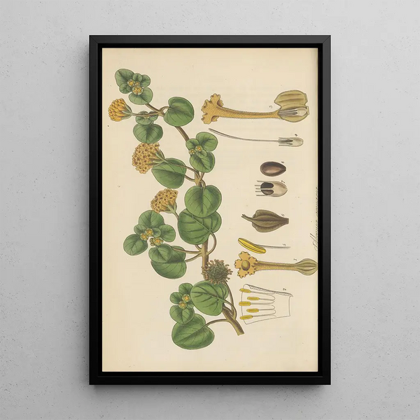 William Jackson Hooker - Abronia arenaria.webp