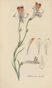 Alstroemeria tricolor - William Jackson Hooker — Ansicht des Kunstwerks