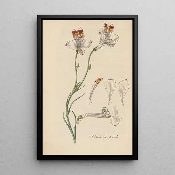 William Jackson Hooker - Alstroemeria tricolor.webp