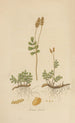 Anemia humilis - William Jackson Hooker — Ansicht des Kunstwerks