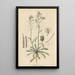 Arabis arenosa - William Jackson Hooker — gerahmtes Bild an der Wand