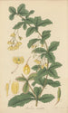 Berberis aristata - William Jackson Hooker — Ansicht des Kunstwerks