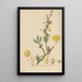 Berberis heterophylla - William Jackson Hooker — gerahmtes Bild an der Wand