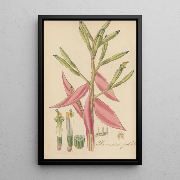 William Jackson Hooker - Bromelia pallida.webp