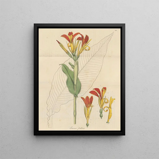 William Jackson Hooker - Canna patens.webp