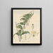 Convallaria oppositifolia - William Jackson Hooker — gerahmtes Bild an der Wand
